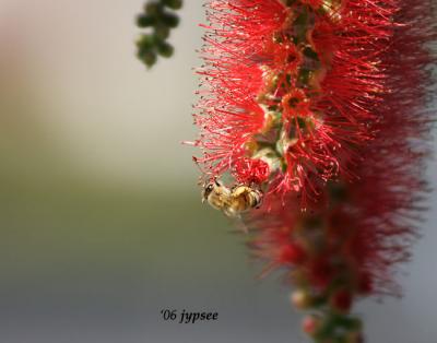 bottlebrush blossom and bee