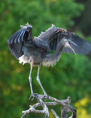 juvenile great blue heron strengthening its wing muscles
