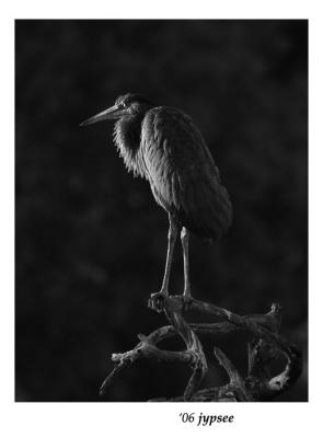 immature great blue heron in profile