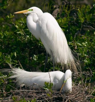 great egrets in love