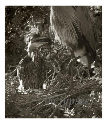 great blue heron chick in the nest