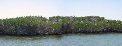 g3/22/364822/3/58272033.pelicanpano.jpg