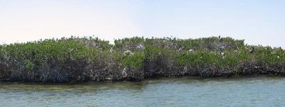 pelican rookery