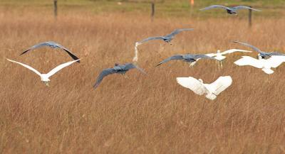flock of little blue herons