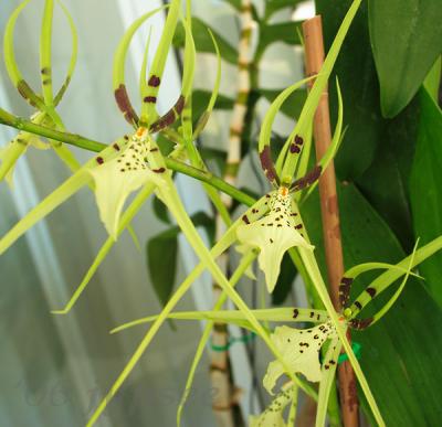 green spider orchid