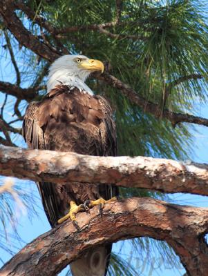 female bald eagle