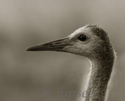 sandhill crane juvenile