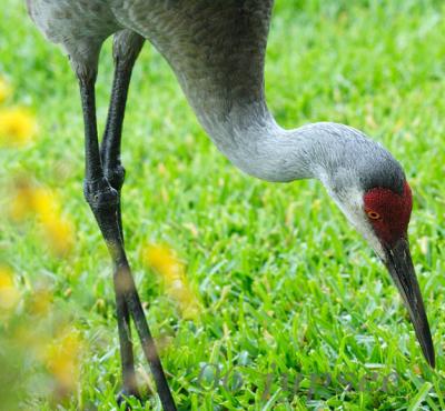 adult sandhill crane