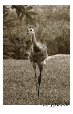 juvenile sandhill crane arriving for breakfast