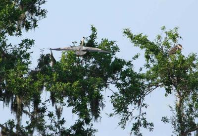 great blue heron landing on the rookery nest