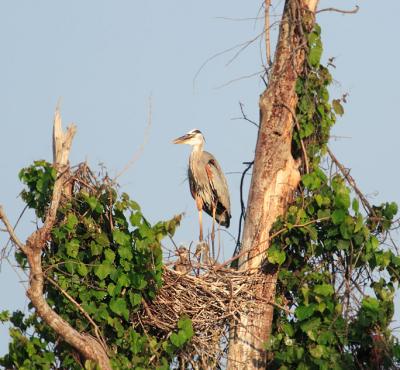 great blue heron on the high nest with chicks