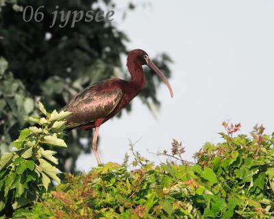 glossy ibis in the rookery