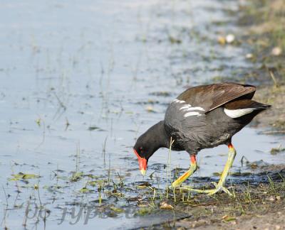 moorhen