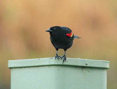 redwing blackbird comes to breakfast