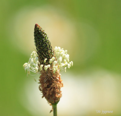 white prairie clover