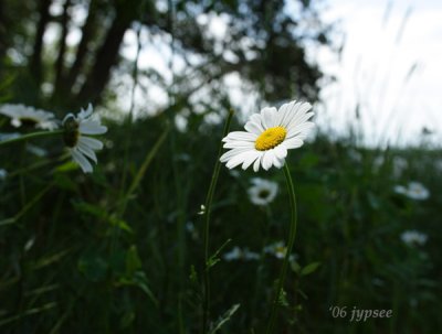 daisy