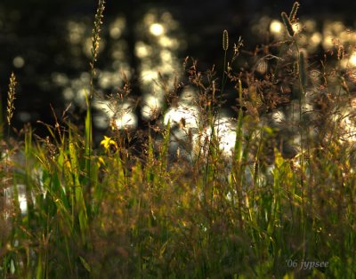 grasses with specular highlights