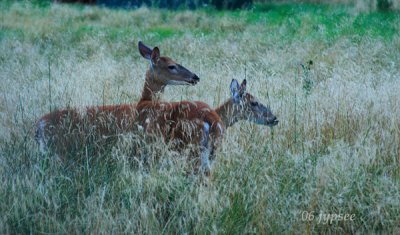 two deer at dusk