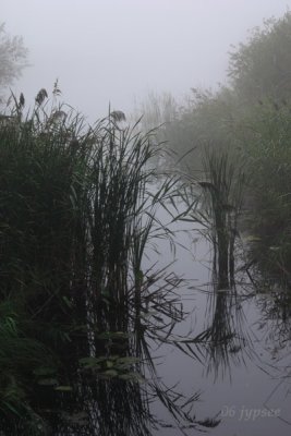 cattails in fog