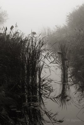 morning fog in the marsh