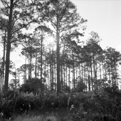 backlit pine flatwood