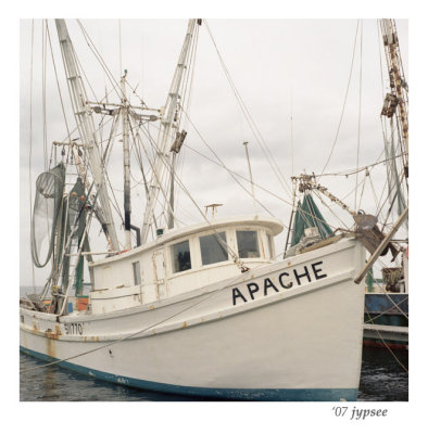 shrimper in portra