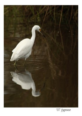 snowy egret 