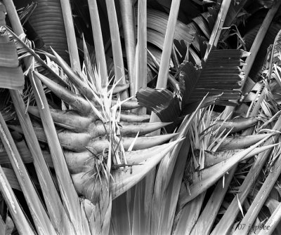 palm flowers