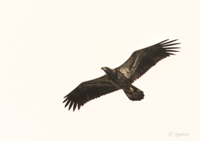 juvenile bald eagle in flight
