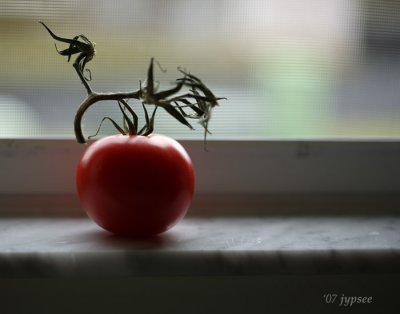 tomato on the window sill