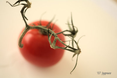 tomato