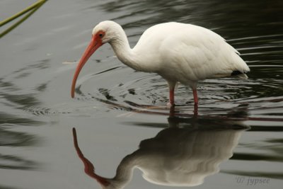 still ibis