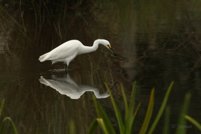 rousseau egret