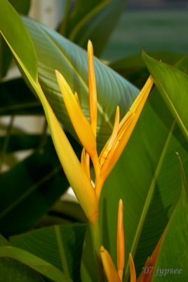 hilconia flower