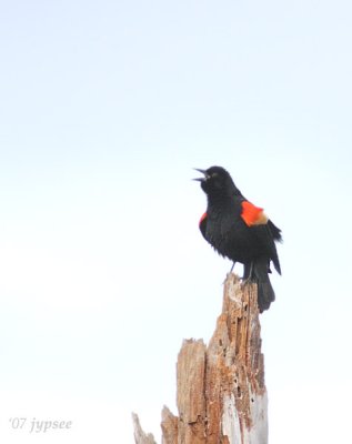 redwing blackbird