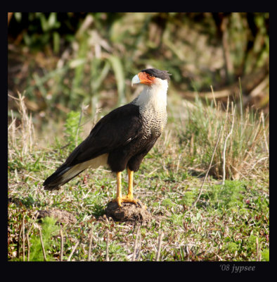 crested caracara standing on a pile of manure