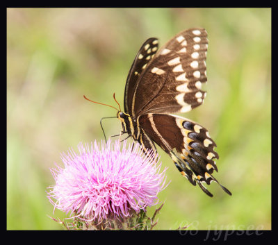 palamedes swallowtail