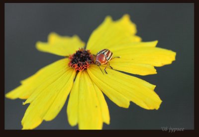 coreopsis with guest