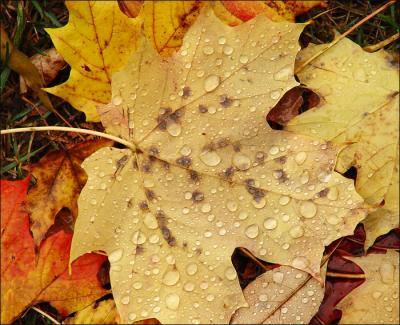 Rain drops on a Maple leaf