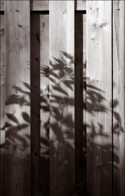 Shadows on the fence