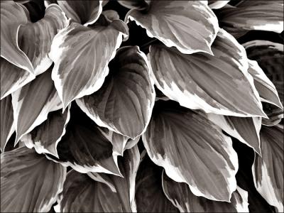 Hosta