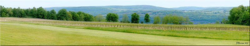 The Vines at Castel Grisch