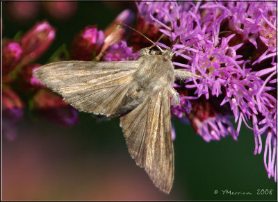 Possible Hodges #9351  Apamea alia