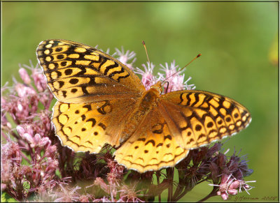 Great Spangled Fritillary