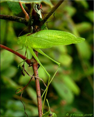 Amblycorypha - Round-headed Katydids