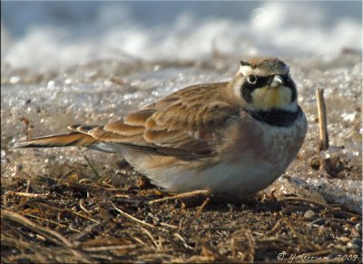 Horned Lark