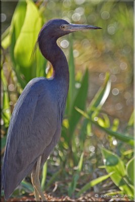 Little Blue Heron