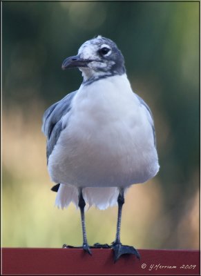 Adult Non-breeding Laughing Gull