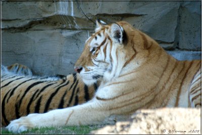 Partial Leucistic Tiger