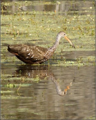 Life Limpkin Sighting